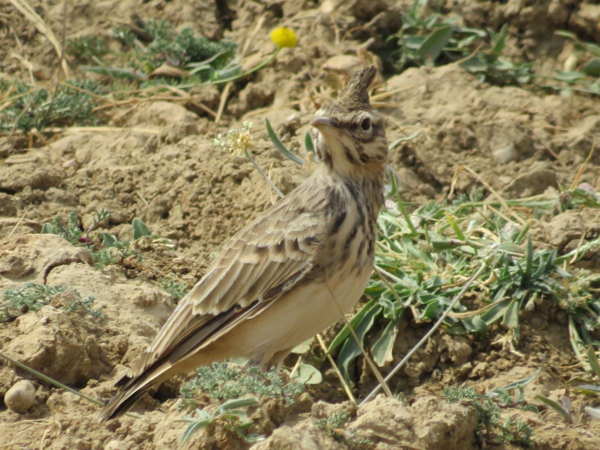 Crested Lark