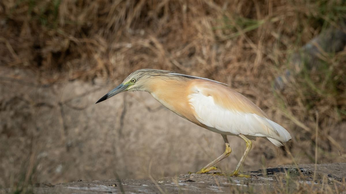Squacco Heron