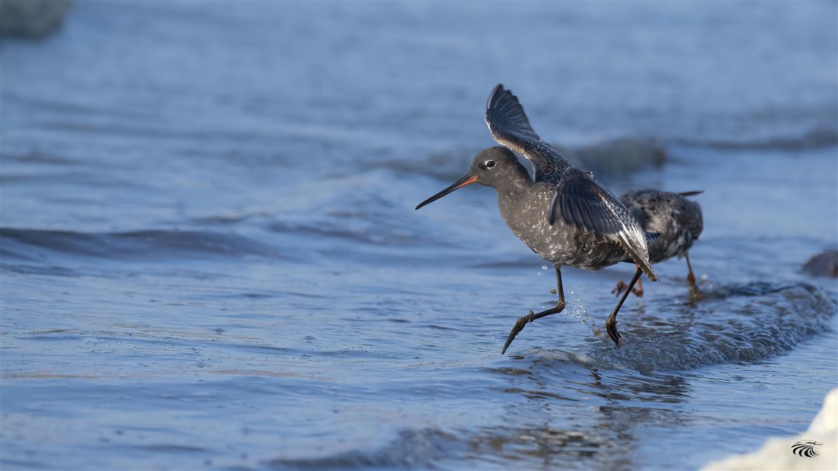 Spotted Redshank