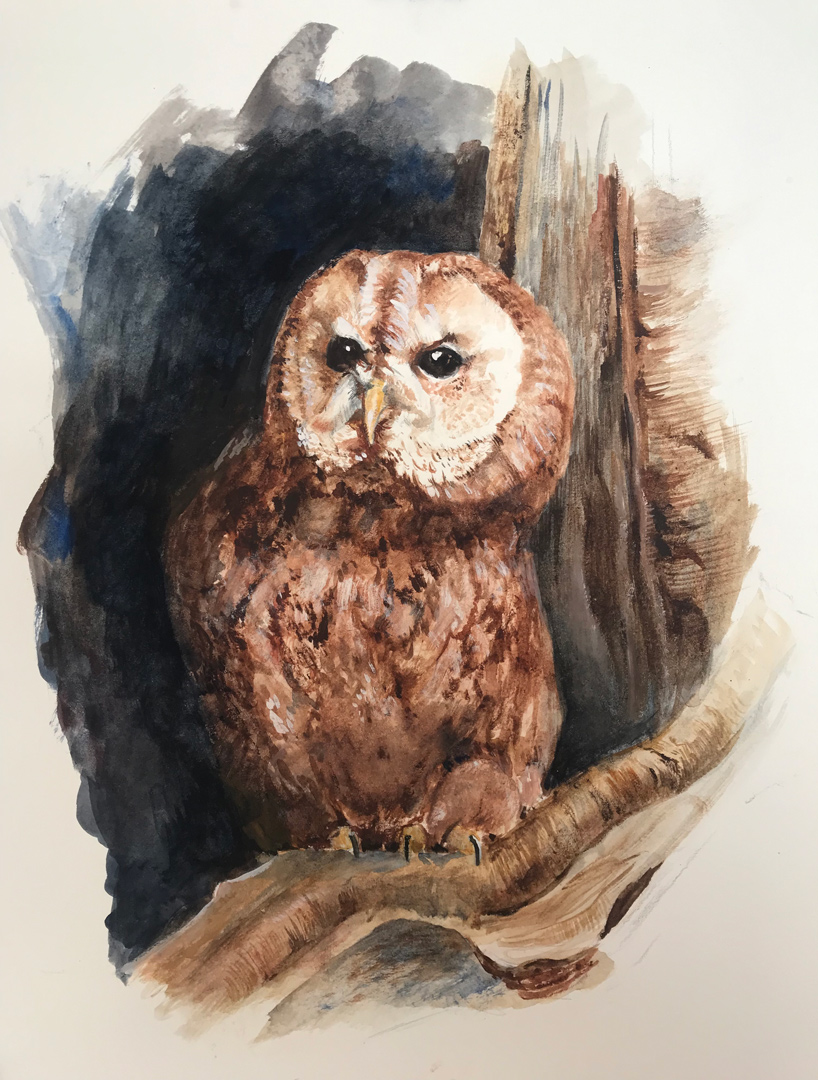 Tawny Owl