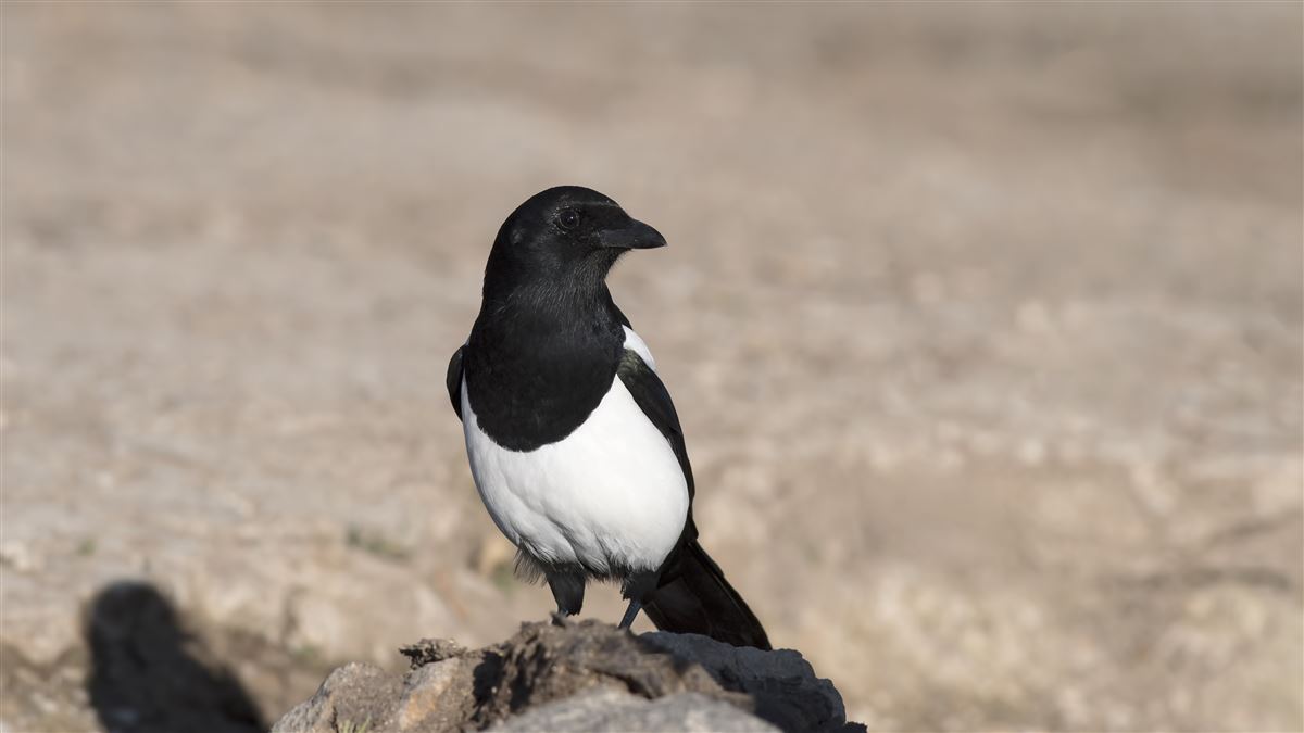 Eurasian Magpie