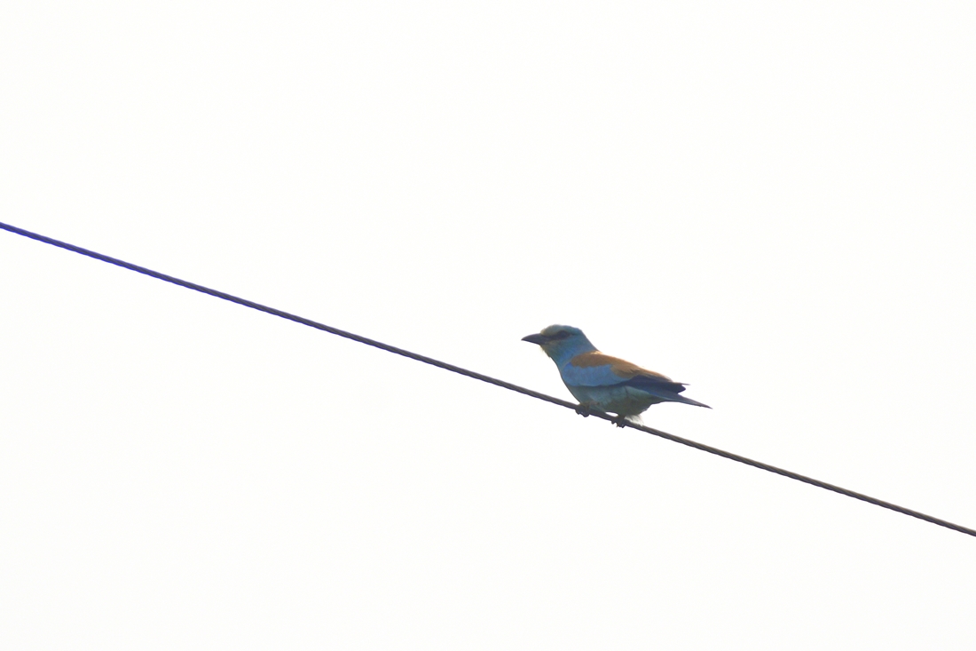 European Roller