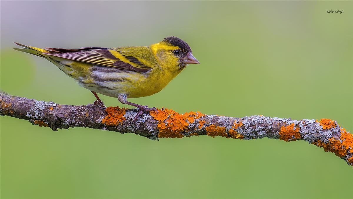 Eurasian Siskin