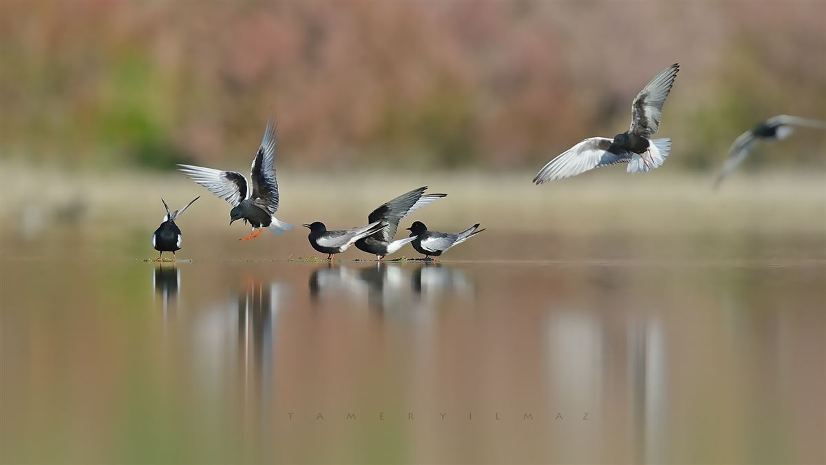 White-winged Tern