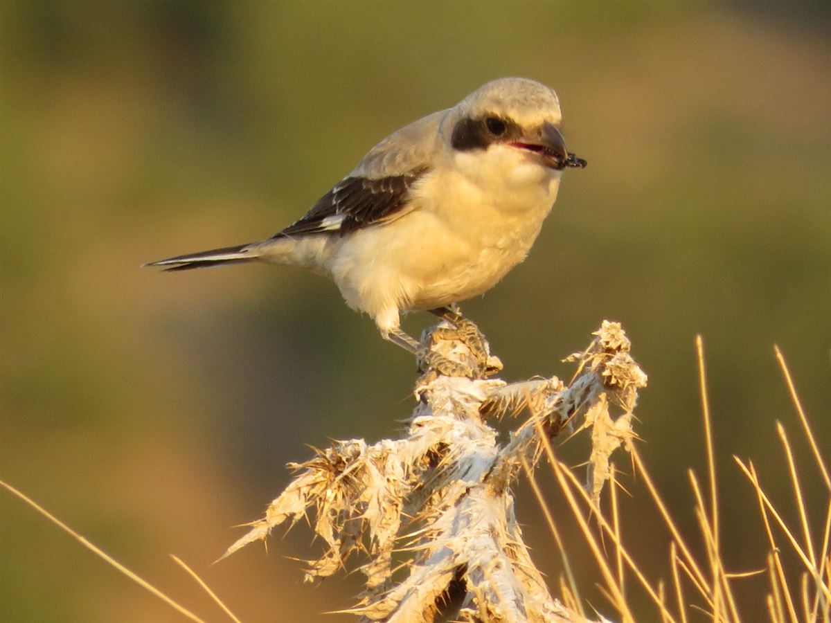 Lesser Grey Shrike