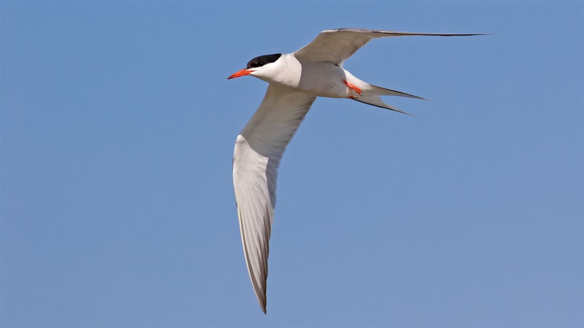 Common Tern