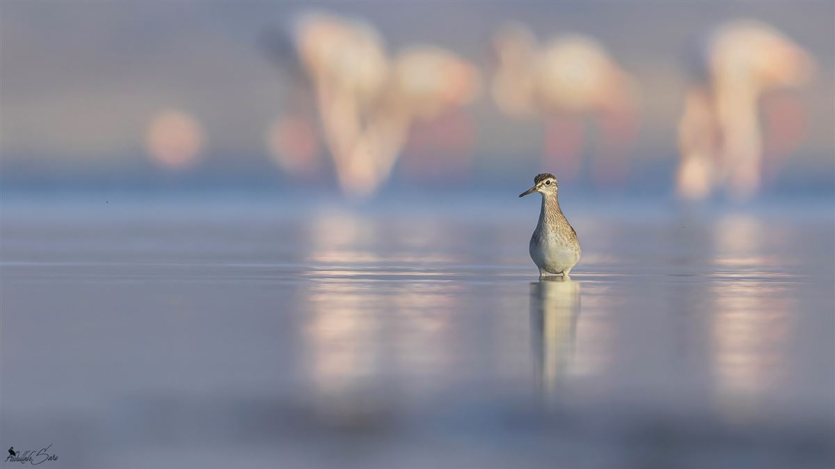 Wood Sandpiper