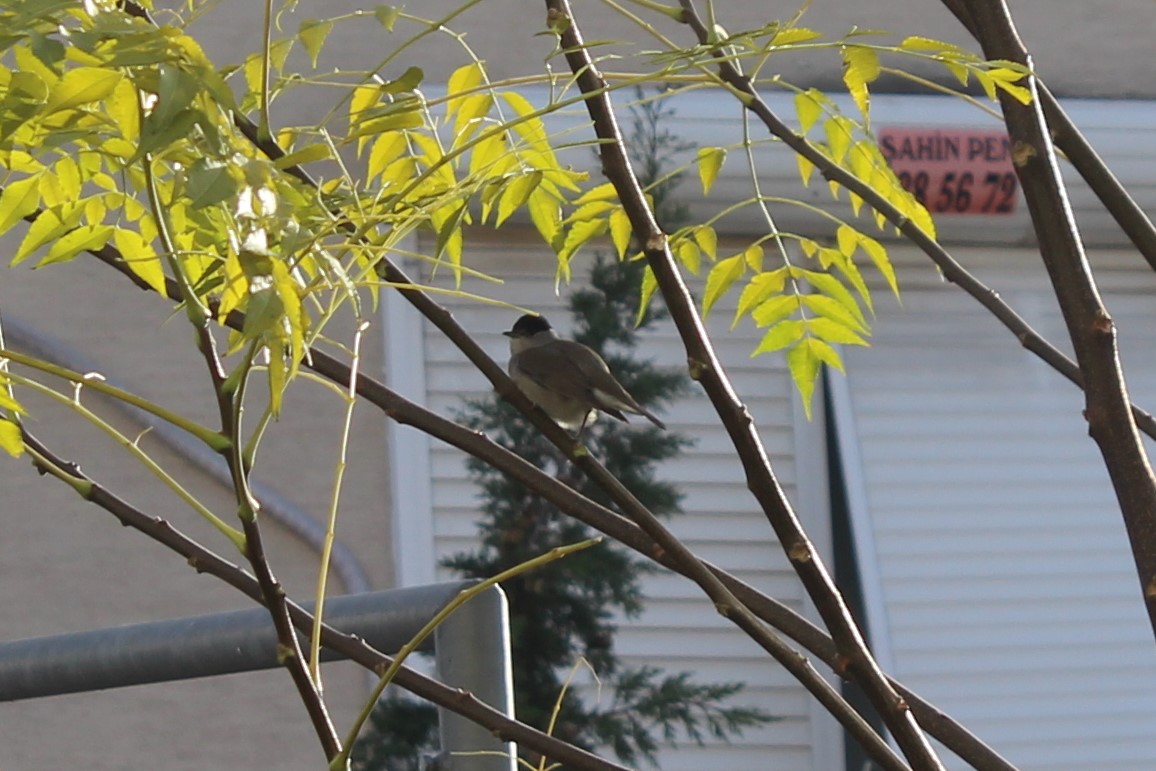 Eurasian Blackcap