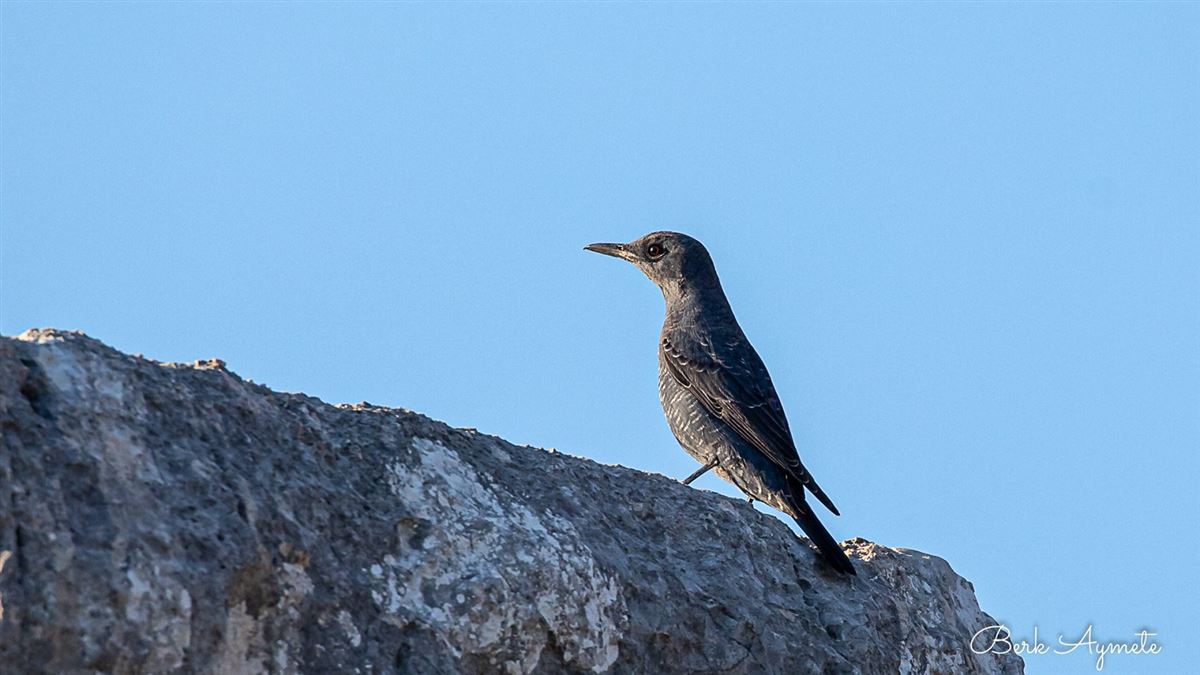 Blue Rock Thrush