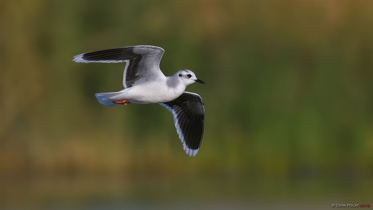 Little Gull