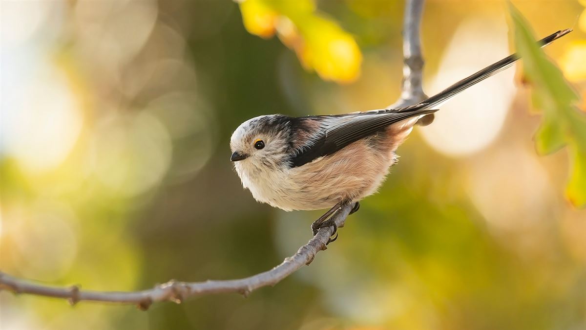 Long-tailed Tit