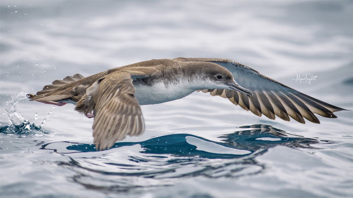 Yelkouan Shearwater