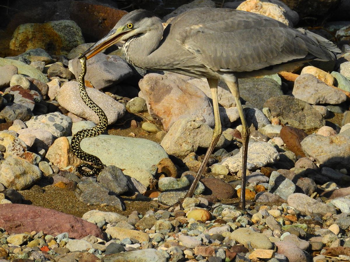 Grey Heron