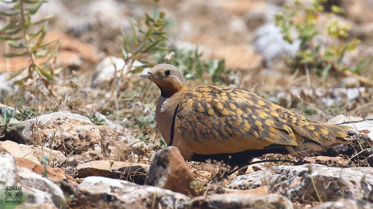 Black-bellied Sandgrouse
