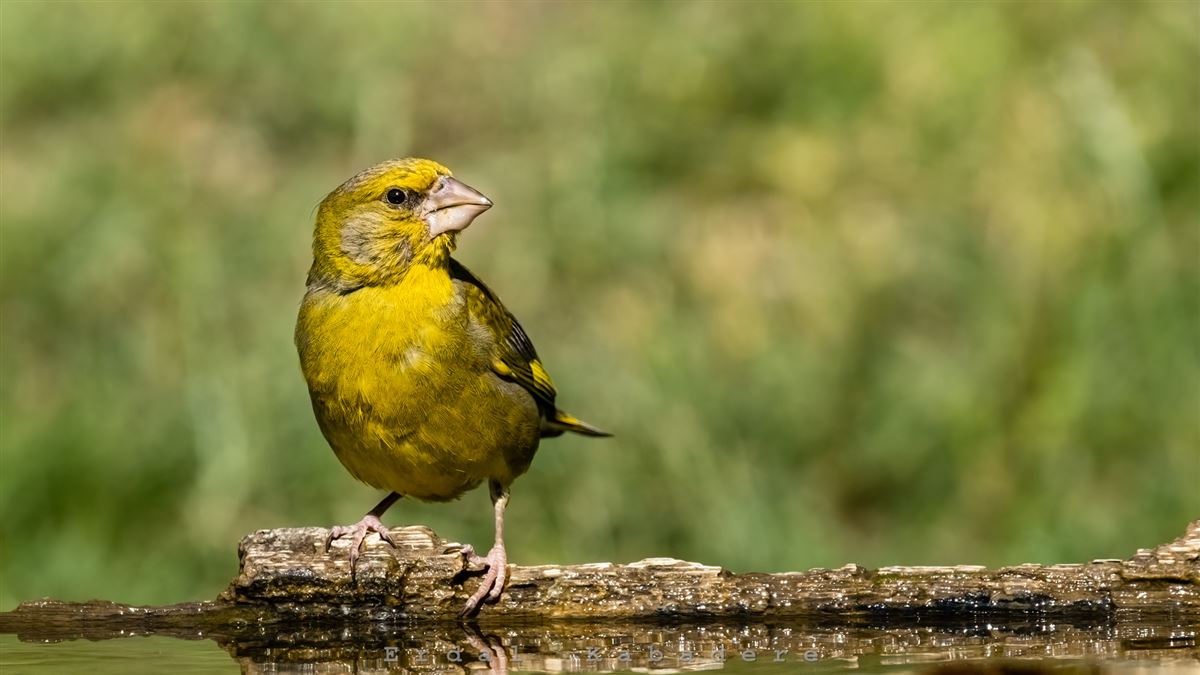 European Greenfinch