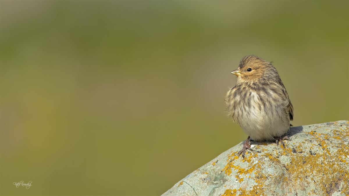 Twite