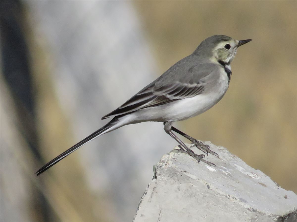 White Wagtail