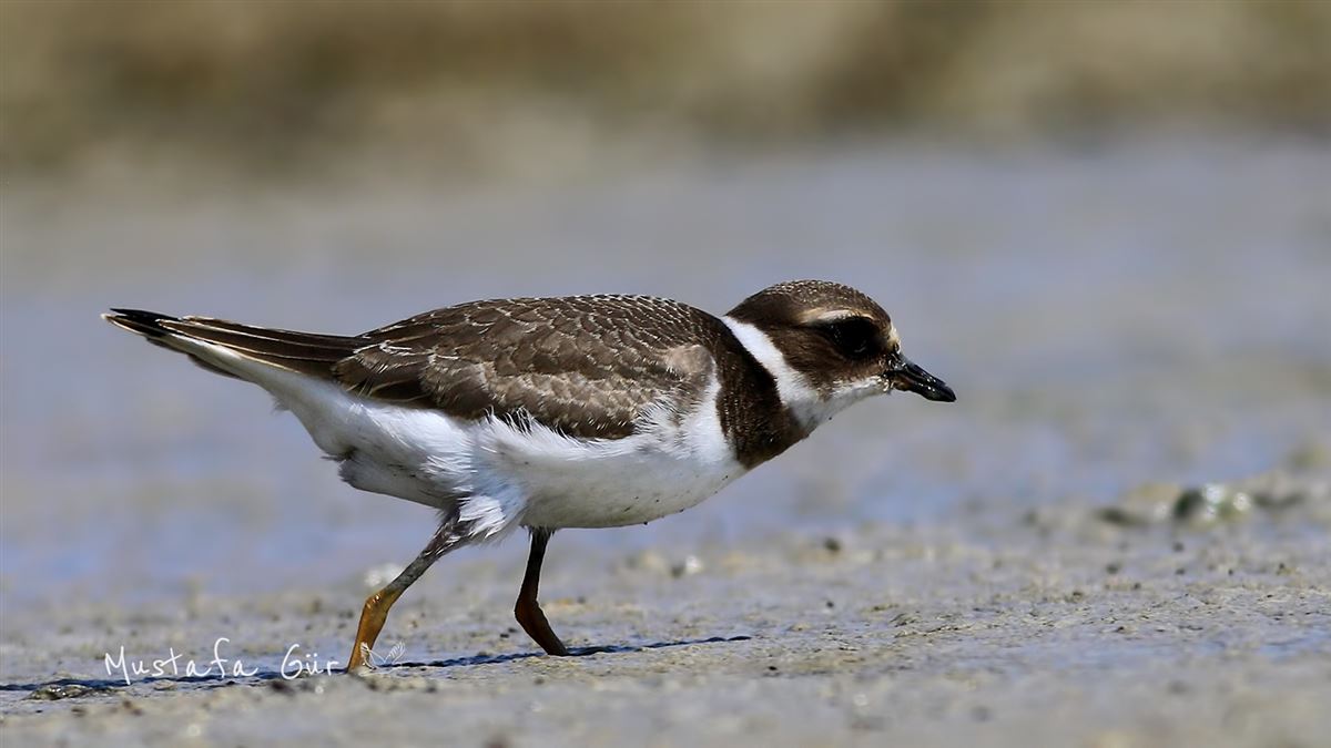 Common Ringed Plover