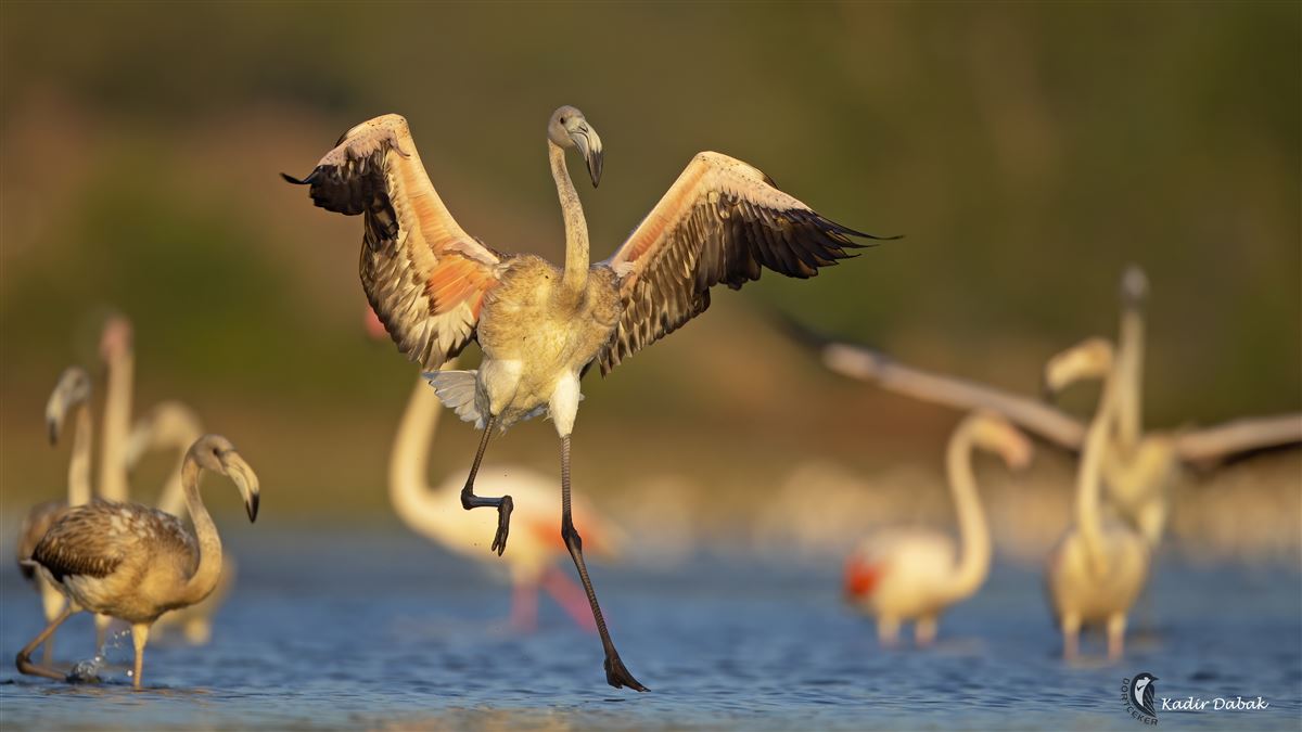Flamingo
