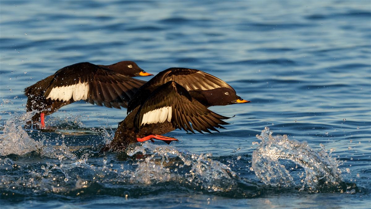 Velvet Scoter