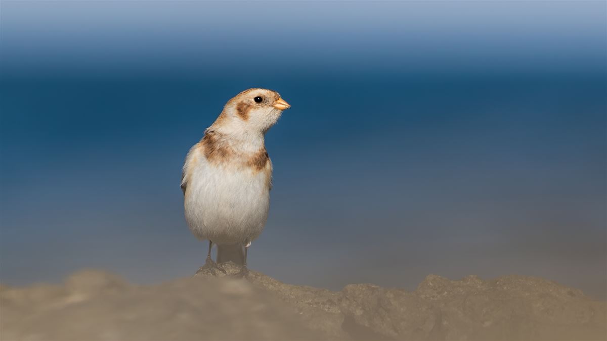 Snow Bunting