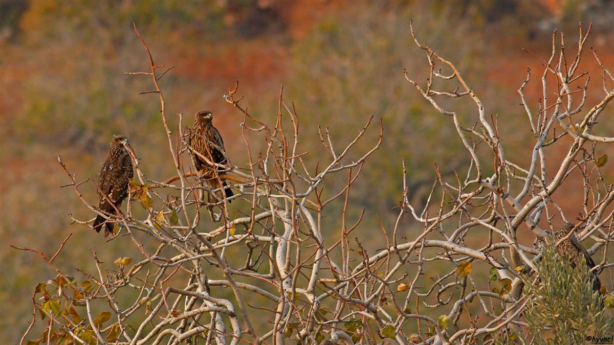 Black Kite