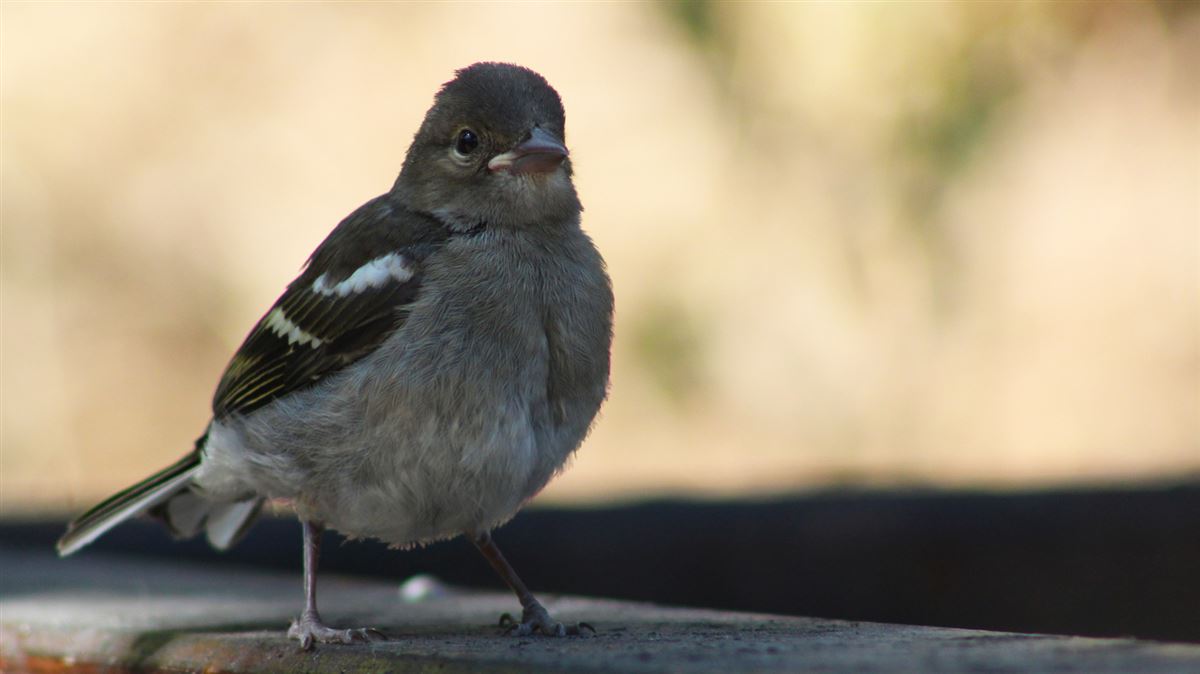 Eurasian Chaffinch