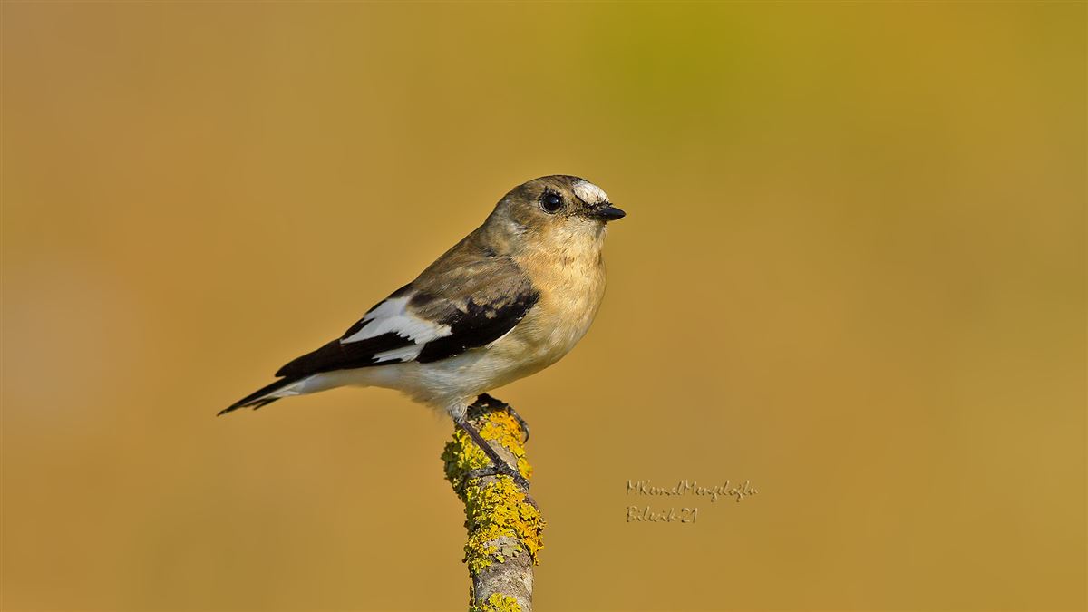 Collared Flycatcher