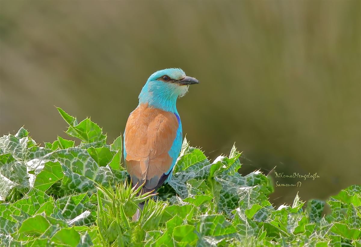 European Roller