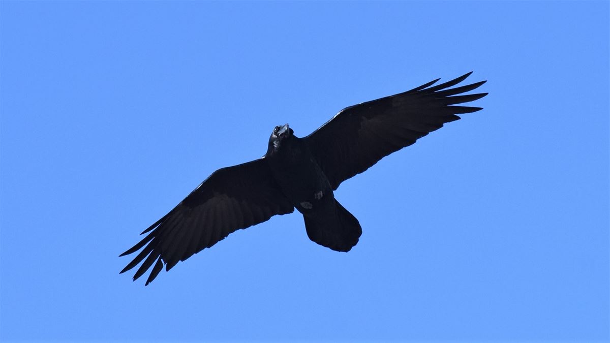 Northern Raven