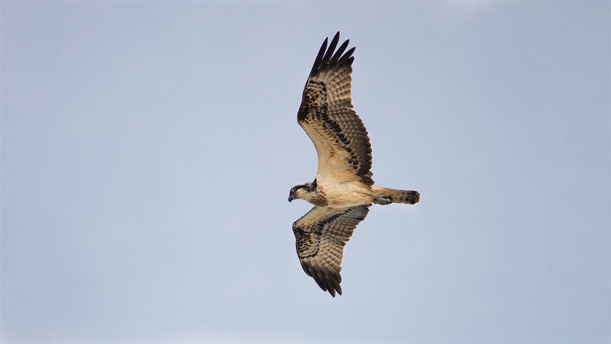 Osprey