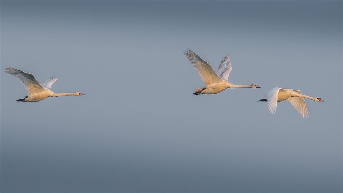 Mute Swan