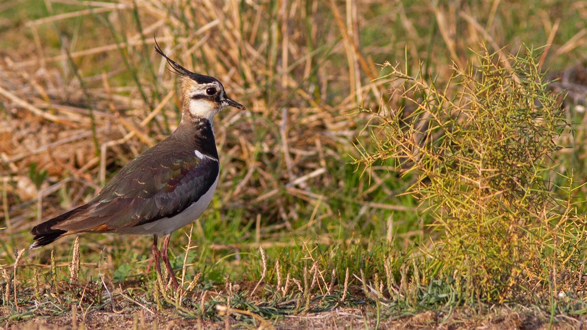 Northern Lapwing