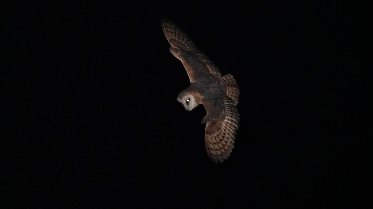 Western Barn Owl