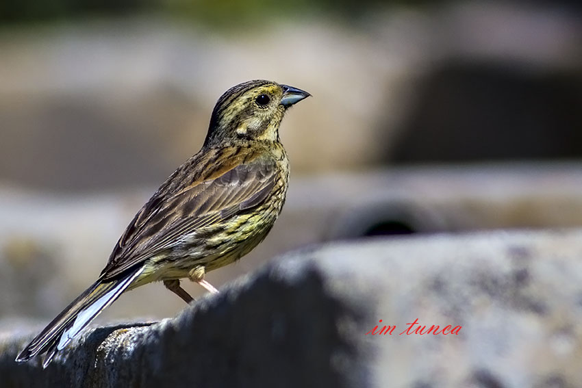 Cirl Bunting