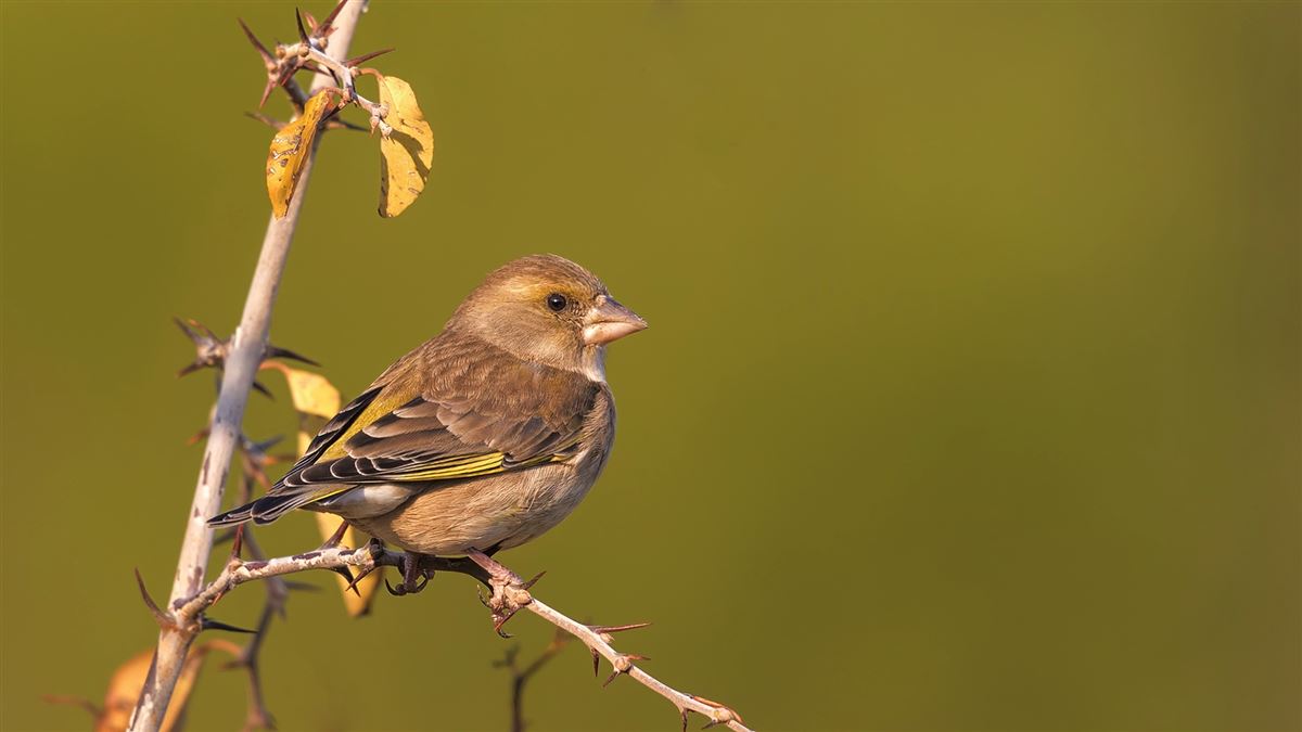 European Greenfinch
