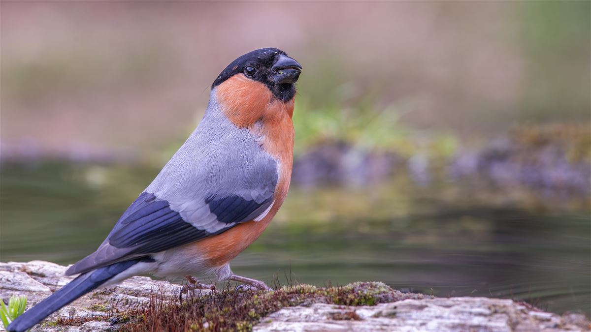 Eurasian Bullfinch