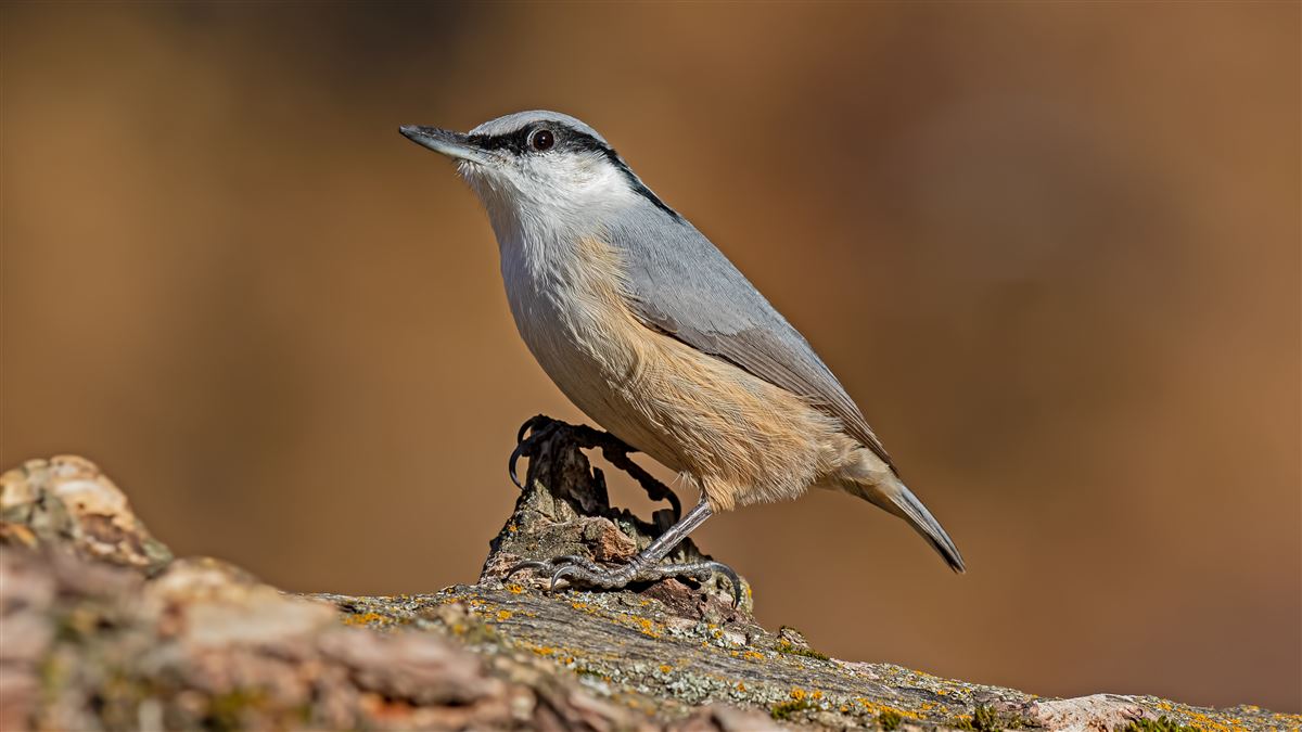 Western Rock Nuthatch