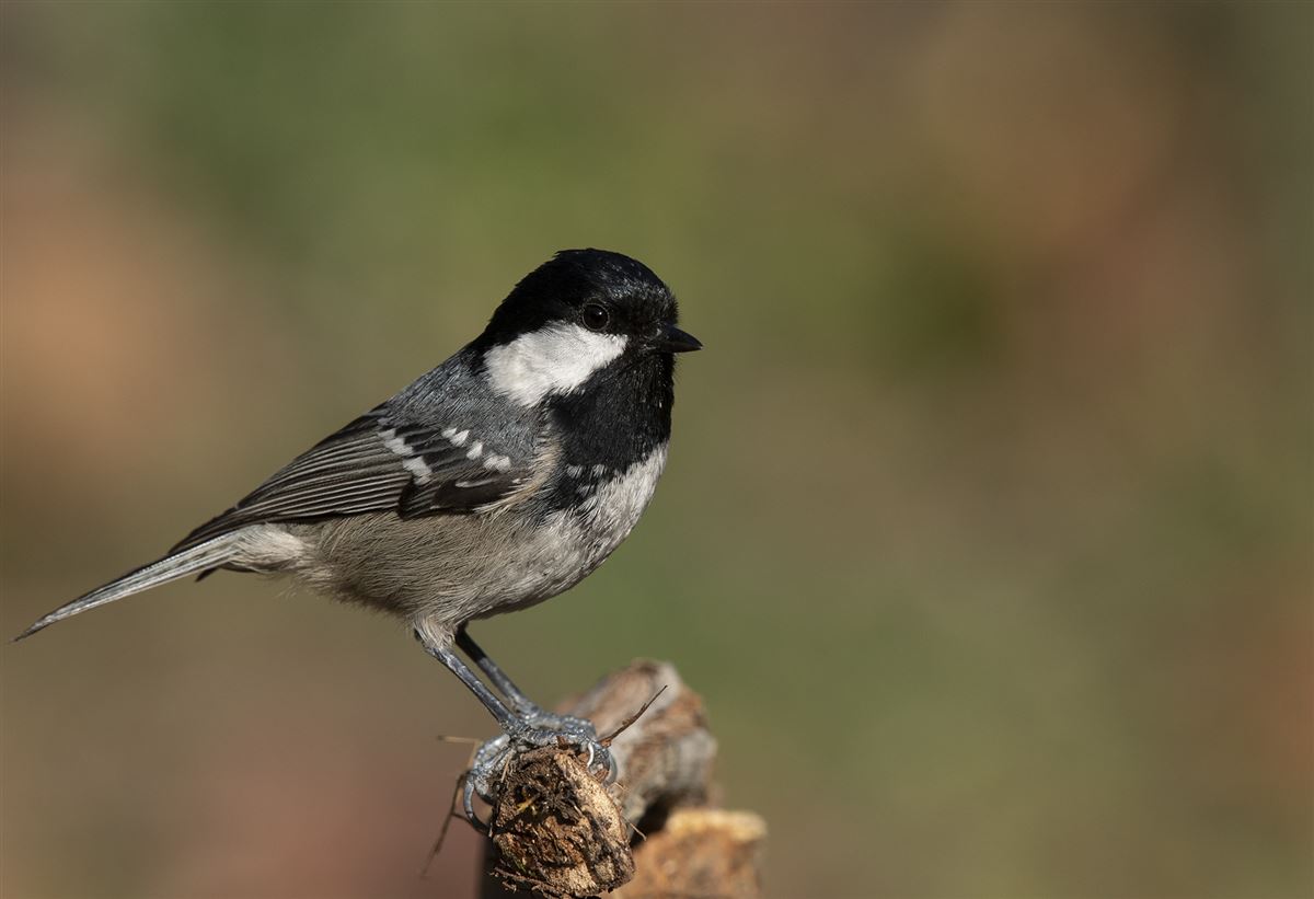 Coal Tit