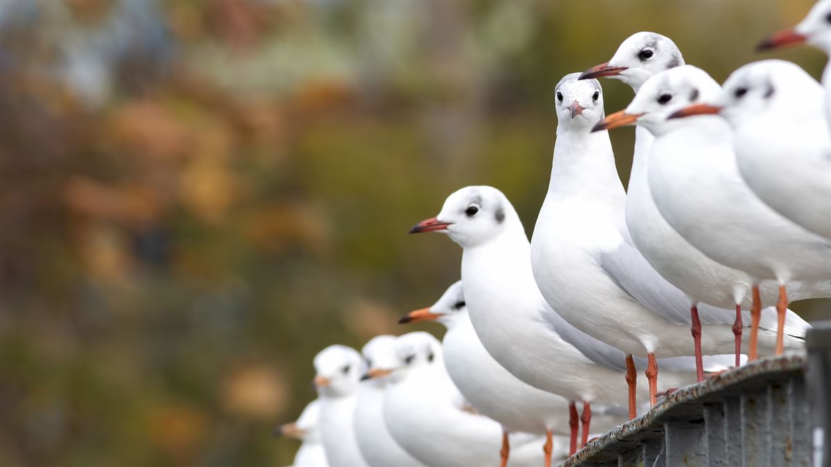 Black-headed Gull