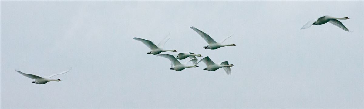 Mute Swan