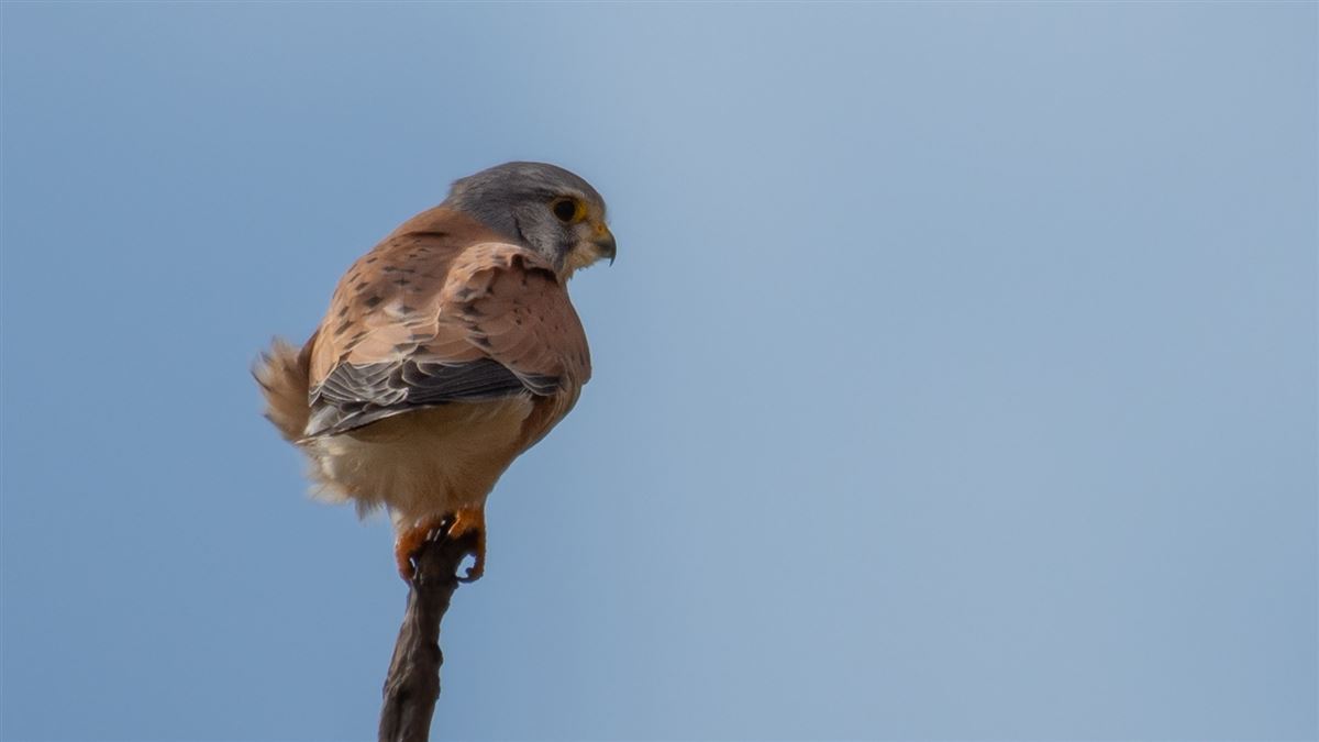 Common Kestrel