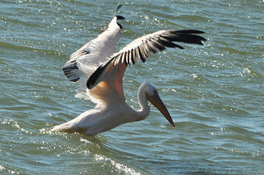 Great White Pelican