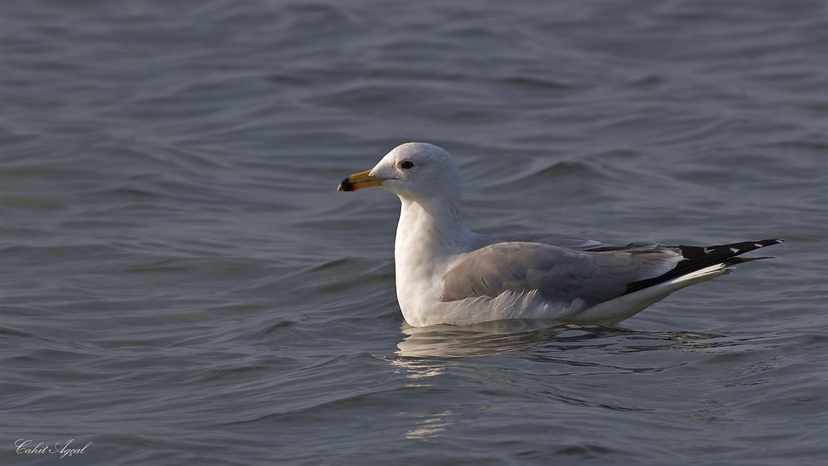 Armenian Gull