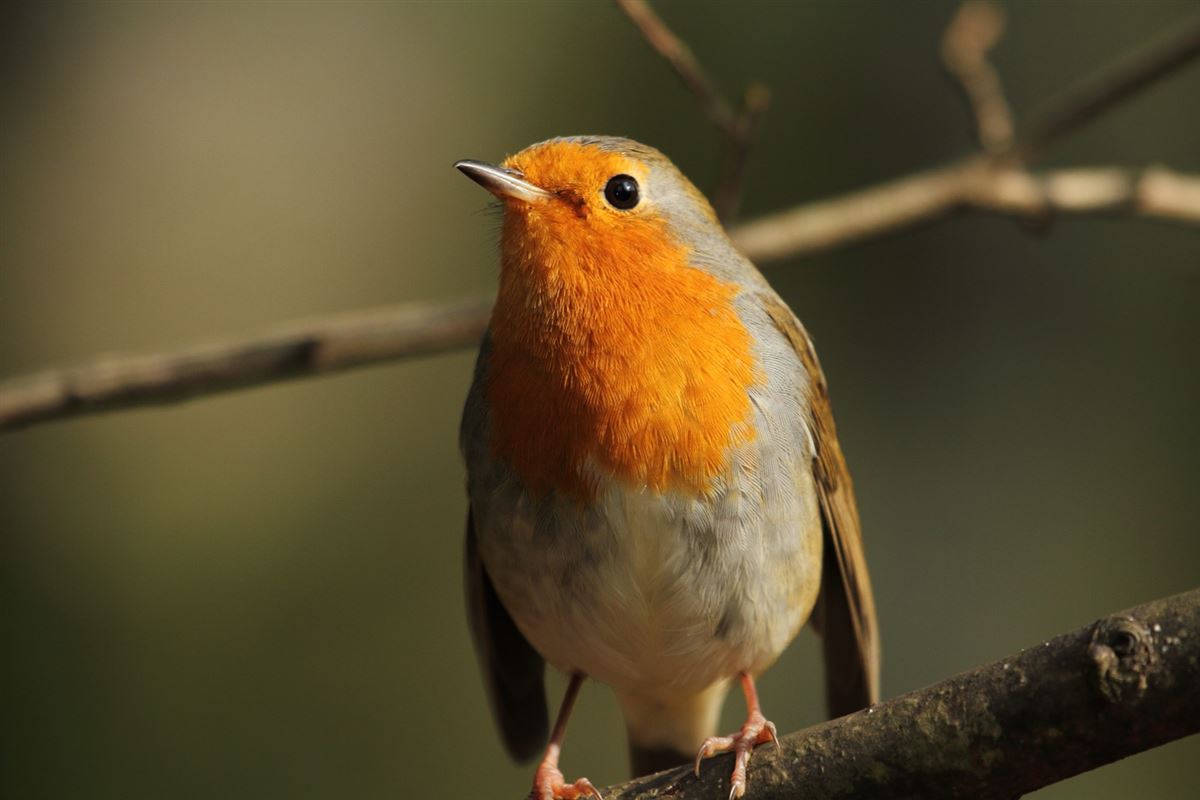 European Robin