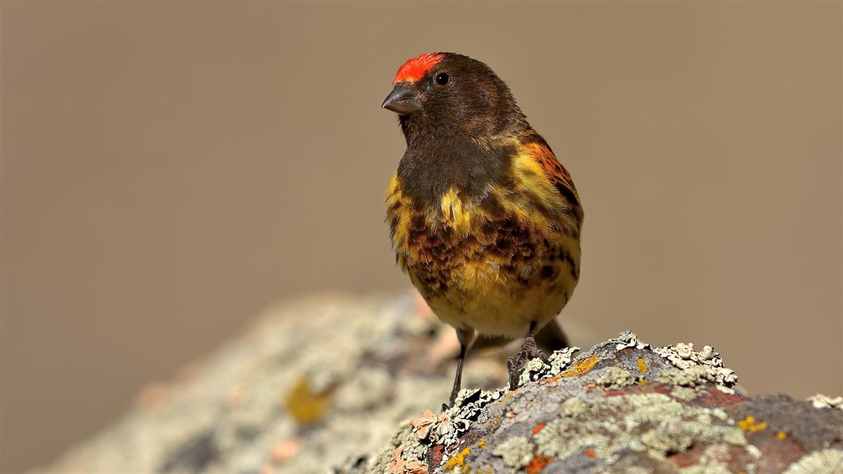 Red-fronted Serin