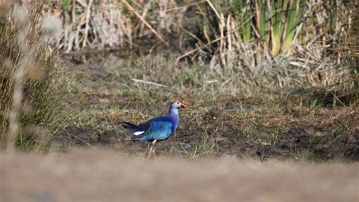 Grey-headed Swamphen