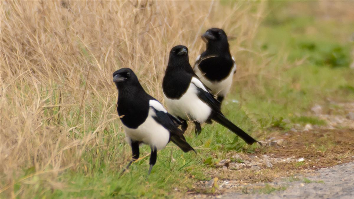 Eurasian Magpie