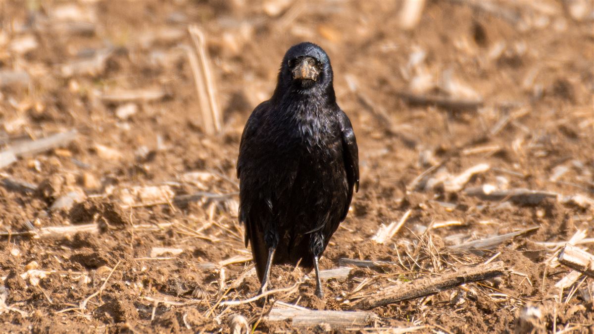 Rook