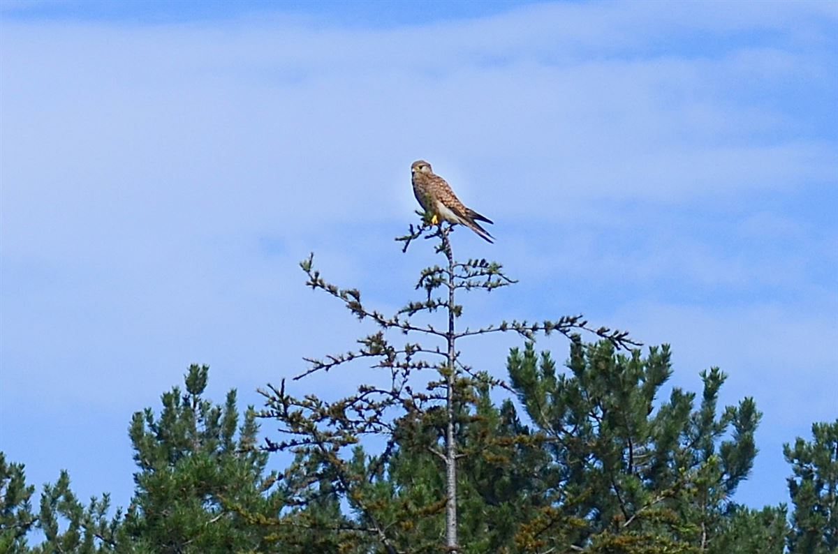 Common Kestrel